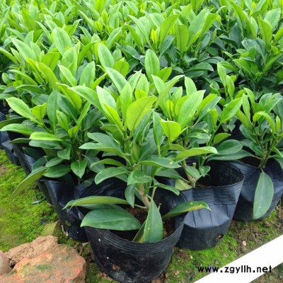 苗農在線批發非洲茉莉小苗 凈化空氣盆栽 園林綠化苗木