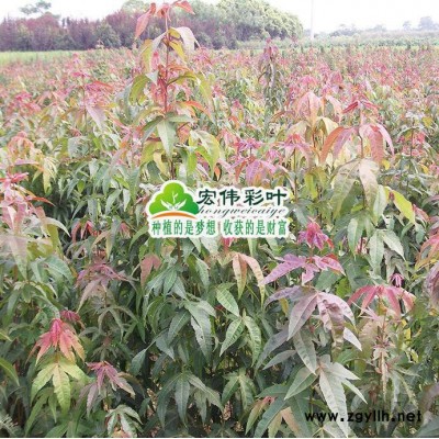 江西宏偉彩葉苗圃出售綠洲庭院栽培綠化苗木植物 青楓樹苗小葉雞爪槭樹苗四季變色包活