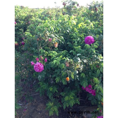 吉林草坪綠化苗木 吉林草坪大量供應 宏達綠化基地