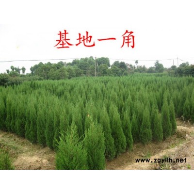 珍珍 基地供應 地柏 叢生地柏 批發(fā)**地柏小苗 綠化苗木 品種齊全