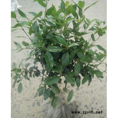 八角金盤(pán) 袋苗 盆苗 蕭山綠化苗木基地直銷(xiāo)工程苗木