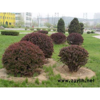 供應紅葉小檗種子，種苗綠化苗木