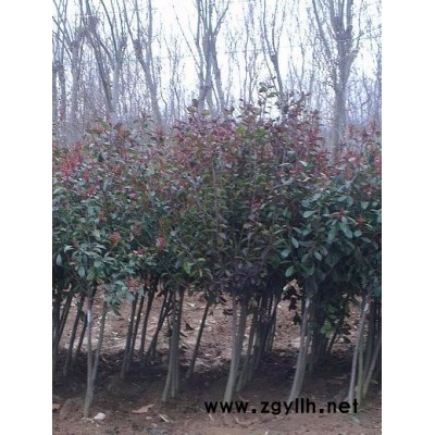 綠化苗木紫葉李 沭陽縣澤沛苗木基地