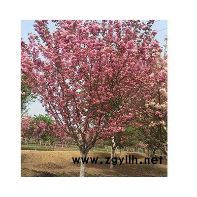 苗木 綠化苗木 沭陽澤沛苗木基地常年提供各種規(guī)格 **綠化苗木 花卉苗木 櫻花樹