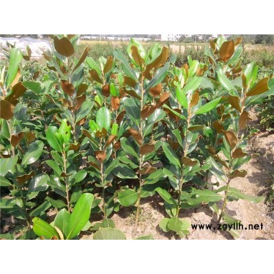 苗木批發(fā) 綠化苗木 沭陽縣澤沛綠化苗木基地常年提供各**花卉苗木 綠化苗木 工程苗木 園林綠化苗木 提供**廣玉蘭小樹