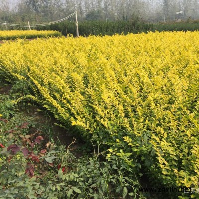 供應金葉女貞高度30-50厘米 江蘇金葉女貞價格  工程綠化苗木