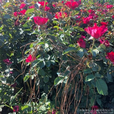 紅帽月季種植基地 紅帽月季價格 綠化苗木