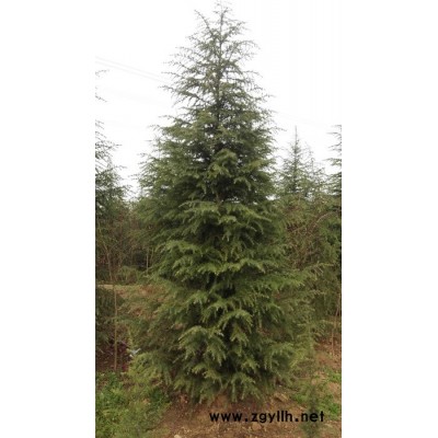 其他綠化苗木.雪松，黑松，油松，濕地松，七葉樹，蜀檜，河南檜，紅黃白玉蘭，廣玉蘭，桃樹， 2.4米雪松