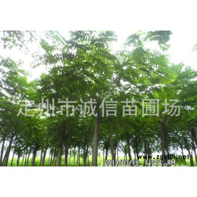 園林綠化苗木大喬木欒樹 國(guó)槐 千頭椿 金葉白蠟 金葉復(fù)葉槭 園林植物