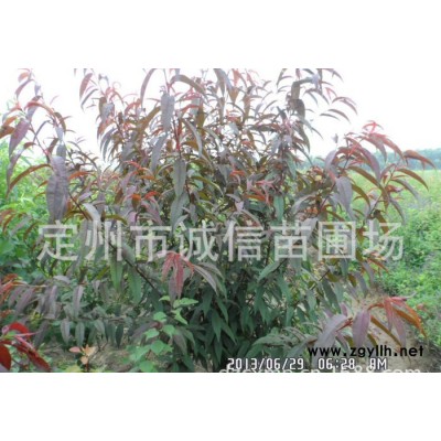 碧桃出售碧桃價格碧桃促銷長年供應綠化苗木各種規格碧桃