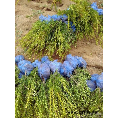 批發花灌木 叢生紫葉矮櫻/  紅葉碧桃、綠化苗木