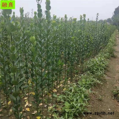 融熹苗木 供應(yīng)綠化苗木 北海道黃楊供應(yīng) 提供種植技術(shù) 北海道黃楊價格