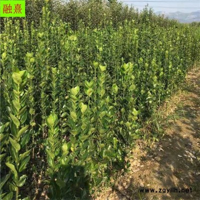 供應(yīng)綠化苗木北海道黃楊 歡迎實地考察訂貨 提供種植技術(shù) 1米1.5米1.8米2米北海道  山東北海道黃楊