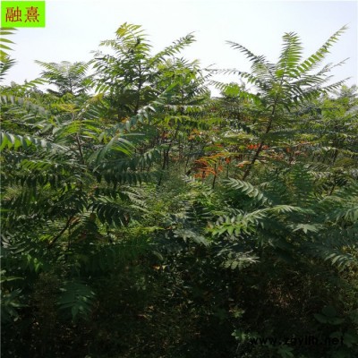 基地直銷供應(yīng)多種苗木 園林綠化苗木火炬樹 火炬小苗