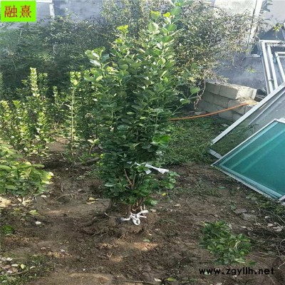 供應(yīng)綠化苗木北海道黃楊 歡迎實地看苗訂貨 提供種植技術(shù) 1米1.5米1.8米2米北海道黃楊苗  山東北海道