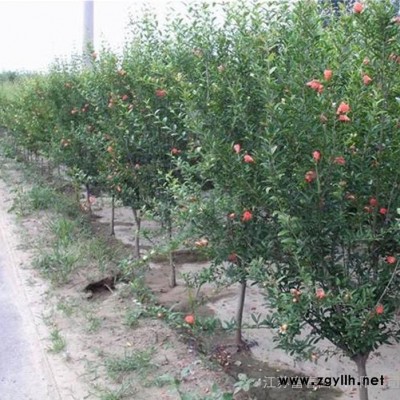 苗圃直銷(xiāo)綠化苗木-果石榴，規(guī)格全價(jià)格低 品種正，江蘇沭陽(yáng)富春園林大量供應(yīng)正宗果石榴樹(shù)苗，基地現(xiàn)貨直銷(xiāo)，歡迎前來(lái)采購(gòu)批發(fā)