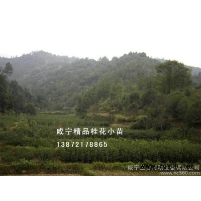 全國(guó)包郵 桂花樹(shù)苗高1-1.5米桂花苗 桂花樹(shù) 八月金桂綠化苗木批發(fā)