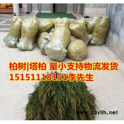 綠化苗木1米柏樹苗基地塔柏樹苗價格柏樹苗批發(fā)價格松樹苗綠化苗木基地塔松蜀檜檜柏小苗塔柏樹苗1米2米3米4米5米6米塔柏松