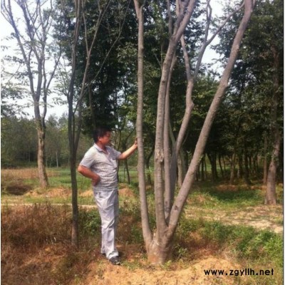 左兵苗圃 樹苗**樸樹低價銷售，樸樹綠化樹苗，歡迎來電！！綠化苗木