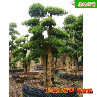 20公分造形古樁欏木石楠 供應(yīng)園林綠化苗木 木石楠樹(shù) 奇特造型古樁