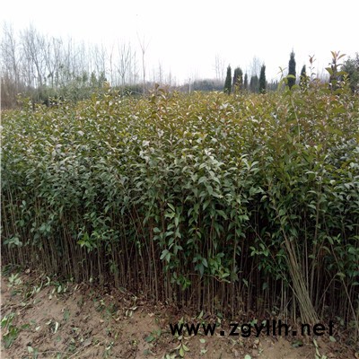 珍珍 供應 大葉女貞 批發(fā)大葉女貞 綠化苗木 規(guī)格齊全 量大優(yōu)惠