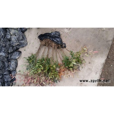 南天竹  綠化苗木  蕭山基地   袋苗