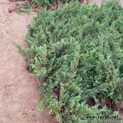 爬地柏苗圃直銷、批發  爬地柏價格 工程綠化苗木