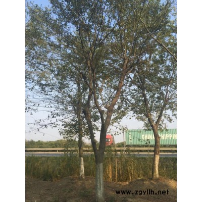 江蘇樸樹價格  樸樹小苗基地  樸樹綠化苗木