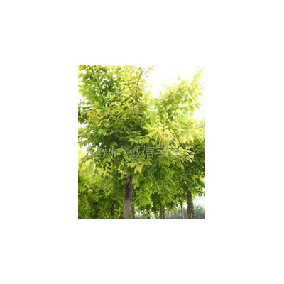 誠(chéng)信苗圃場(chǎng)各種規(guī)格喬木金葉白蠟 金葉復(fù)葉槭 山桃山杏 等綠化苗木苗木