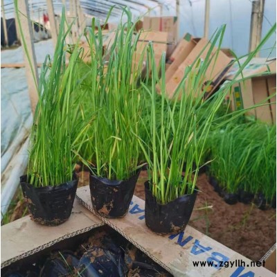 木一花卉 綠化苗木時令草花狼尾草 室內外各種花卉批發采購