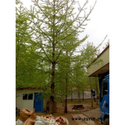 銀杏樹采購 質量同等比價格  價格同等比服務  綠化苗木 25公分銀杏樹