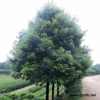 苗農在線供應規格齊全香樟樹 園林綠化苗木行道樹