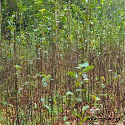 木瓜樹(shù)苗 光皮木瓜樹(shù)苗 氣味芳香南北方種植工程綠化苗木