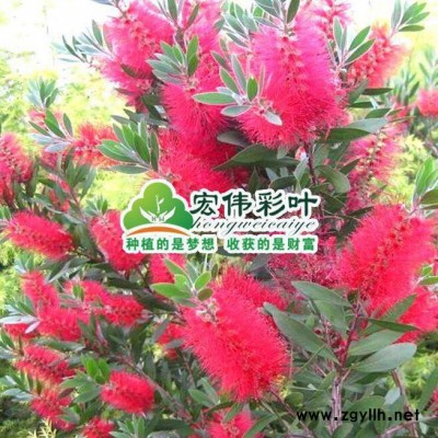 江西宏偉彩葉苗圃出售超級(jí)紅千層 美花紅千層/庭院 常綠開花灌木 紅千層小苗 綠化苗木
