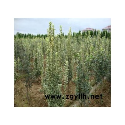 金邊黃楊 雀舌黃楊 北海道黃楊 苗圃直銷綠化苗木 量大優惠