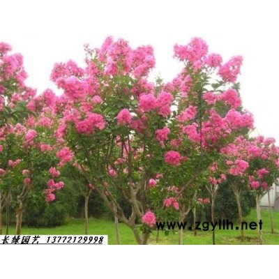 供應陜西園林綠化苗木：喬木灌木藤本植物花卉等 質量優良 成活率高