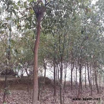 各種綠化苗木供應(yīng) 詳細價格面議