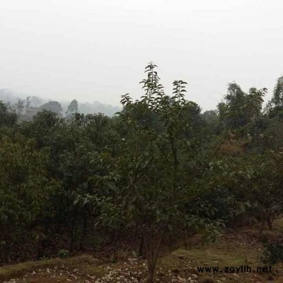 各種綠化苗木出售 詳細價格面議