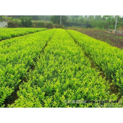 供應御馨各類型綠化苗木等