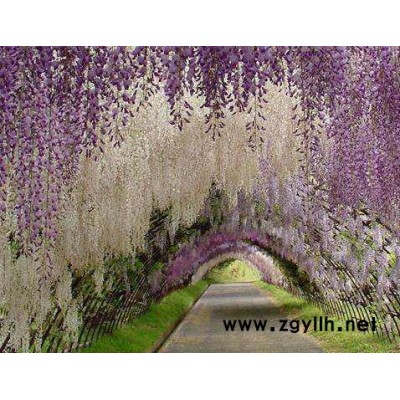 珍珍苗木綠化苗木 紫藤綠化苗木