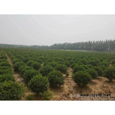 膠東衛矛球基地直銷   江蘇膠東衛矛球價格 工程綠化苗木