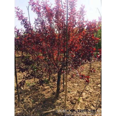 基地出售紫葉矮櫻   江蘇紫葉矮櫻價格 綠化苗木