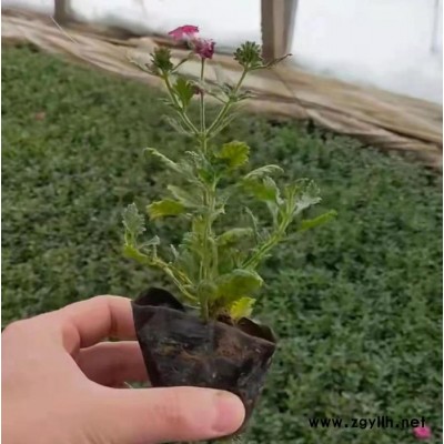 木一花卉 時令草花美女櫻 園林綠化苗木場各種花卉批發采購