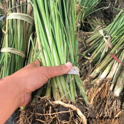 水景香蒲苗  綠化苗木 香蒲地苗批發 長期批發