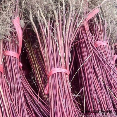 遼寧紅瑞木基地紅瑞木1--3年苗工程綠化苗木