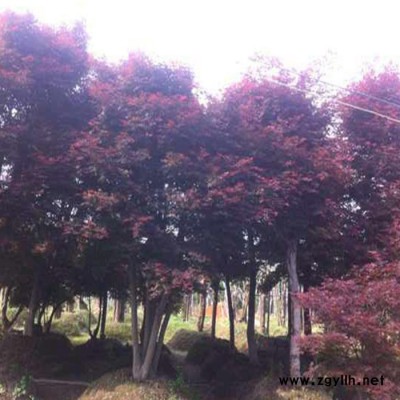 柏加平價苗圃直銷 紅楓樹 園林工程綠化苗木 城市綠化樹種 紅楓批發 基地直銷