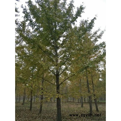 出售銀杏    綠化苗木  銀杏樹 山東銀杏樹