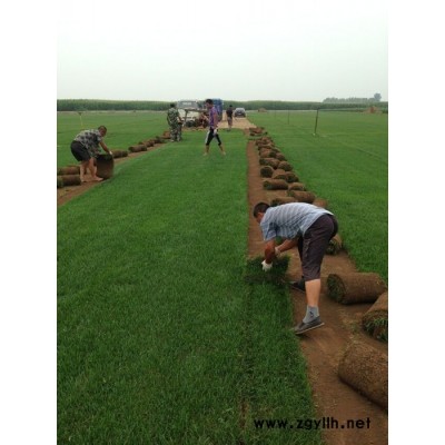 供應內蒙古 赤峰 通遼草坪 工程綠化苗木 專業