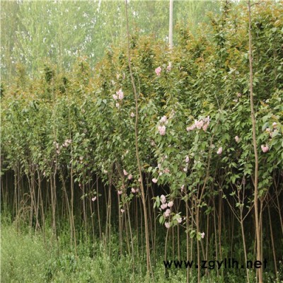 珍珍 基地供應 櫻花 叢生 櫻花苗 批發(fā)**櫻花苗 綠化苗木 品種齊全