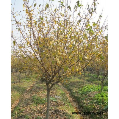 木本繡球  小苗 花灌木  基地直銷(xiāo)   綠化苗木  蕭山小苗